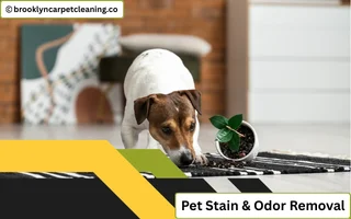 Pet Stain & Odor Removal