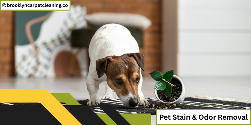 Pet Stain & Pet Odor